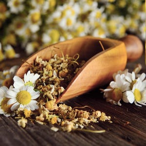 100-500 semillas de manzanilla, Matricaria chamomilla, manzanilla alemana, flores blancas imagen 3