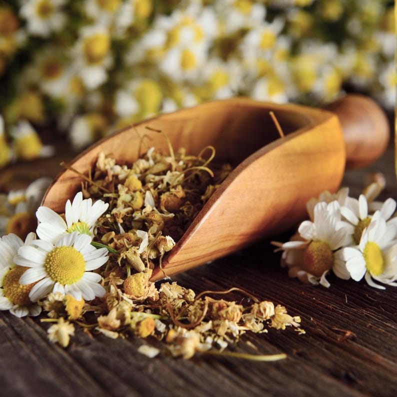 100-500 semillas de manzanilla, Matricaria chamomilla, manzanilla alemana, flores blancas imagen 3