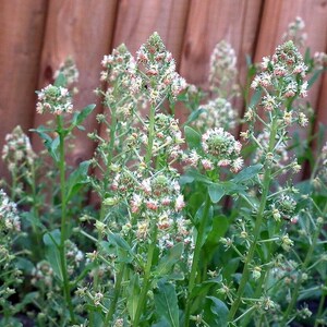 May include: A cluster of Reseda luteola plants, commonly known as dyer's rocket, featuring tall, slender green stalks topped with dense, conical spikes of small, pale yellow and white flowers, with narrow, lance-shaped green leaves at the base.