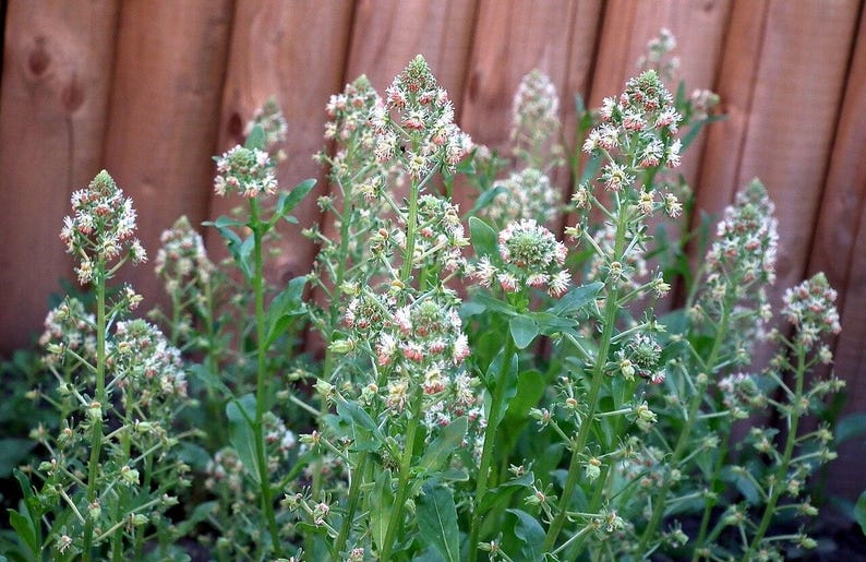 May include: A cluster of Reseda luteola plants, commonly known as dyer's rocket, featuring tall, slender green stalks topped with dense, conical spikes of small, pale yellow and white flowers, with narrow, lance-shaped green leaves at the base.