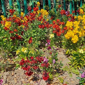 May include: A garden bed filled with vibrant wallflowers in shades of bright yellow, deep red, and purple. The flowers grow on green stems with narrow leaves, set against a green fence. The soil is dry and brown with scattered fallen leaves.