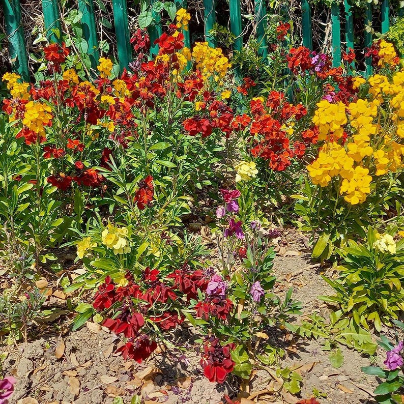 May include: A garden bed filled with vibrant wallflowers in shades of bright yellow, deep red, and purple. The flowers grow on green stems with narrow leaves, set against a green fence. The soil is dry and brown with scattered fallen leaves.