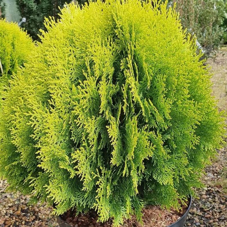 50-100 Samen der Orientalischen Lebensbaumart Thuja orientalis, Platycladus orientalis, Chinesischer Lebensbaum, Orientalische Thuja, Nadelbaumsamen Bild 3