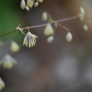 20+ Thalictrum foliolosum Frön, Mamera, Lövängsruta, Skogsmarksperenn bild 3