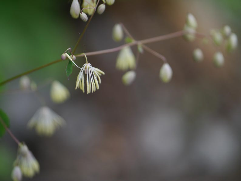 20+ Thalictrum foliolosum Frön, Mamera, Lövängsruta, Skogsmarksperenn bild 3