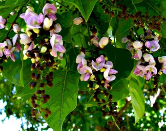 5+ semi di Karanja, Pongamia pinnata, faggio indiano, albero da ombra