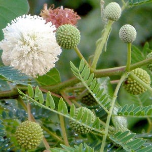 Pu&ograve; includere: Una pianta di Leucaena leucocephala con un singolo fiore sferico bianco e soffice, diversi piccoli baccelli verdi testurizzati e delicate foglie pennate. I fusti e il fogliame sono coperti da piccole gocce di rugiada mattutina.
