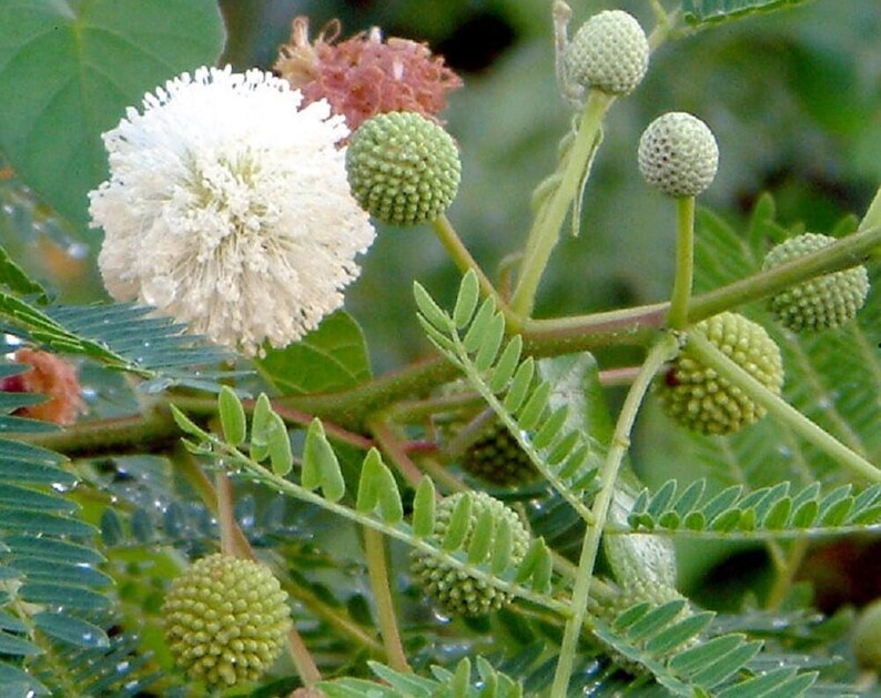 Pu&ograve; includere: Una pianta di Leucaena leucocephala con un singolo fiore sferico bianco e soffice, diversi piccoli baccelli verdi testurizzati e delicate foglie pennate. I fusti e il fogliame sono coperti da piccole gocce di rugiada mattutina.