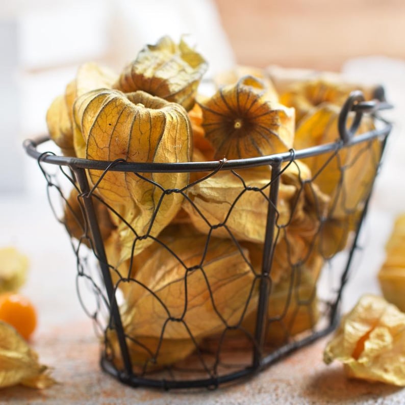 Más de 30 semillas de uchuva, Physalis peruviana, grosella del Cabo, fruto amarillo imagen 4