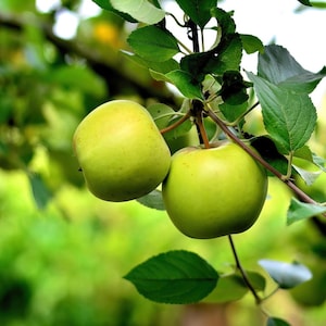 10-20 Himalayan Apple Mix Seeds, Malus domestica, Fruit Tree Seeds for Home Orchard image 6