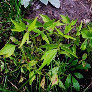 Puede incluir: Un grupo de plantas de color verde vibrante con hojas trifoliadas de l&oacute;bulos puntiagudos. El follaje muestra tonos variados de verde lima brillante y verde oscuro, con algunas hojas que presentan peque&ntilde;as manchas marrones, creciendo entre briznas de hierba.