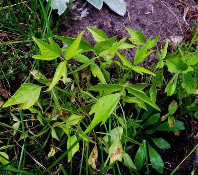 Puede incluir: Un grupo de plantas de color verde vibrante con hojas trifoliadas de l&oacute;bulos puntiagudos. El follaje muestra tonos variados de verde lima brillante y verde oscuro, con algunas hojas que presentan peque&ntilde;as manchas marrones, creciendo entre briznas de hierba.