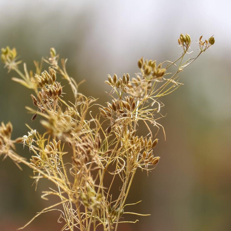 500+ Cumin Seeds, Cuminum cyminum, Jeera Spice Herb image 6
