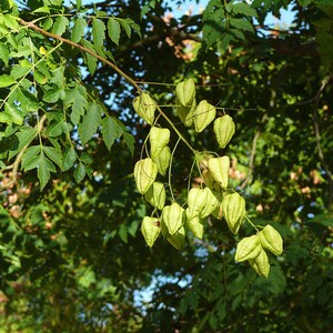 30-60 semillas de árbol de lluvia dorada, Koelreuteria paniculata, orgullo de la India, árbol barnizado, semillas de árbol ornamental con flores imagen 7