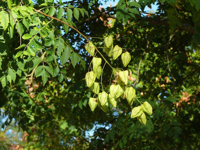 30-60 semillas de árbol de lluvia dorada, Koelreuteria paniculata, orgullo de la India, árbol barnizado, semillas de árbol ornamental con flores imagen 7