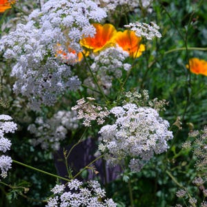 Über 100 Anissamen (Pimpinella anisum), Aniskraut, süßes Lakritzgewürz Bild 6