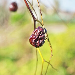 5-10 Samen des Jujube-Baumes (Ziziphus jujuba, Chinesische Dattel, Rote Dattelsamen, Jujube-Fruchtbaum) Bild 5