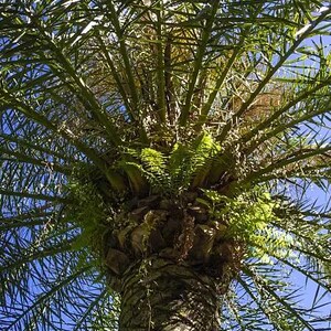 May include: A tall palm tree with a textured, brown, segmented trunk and long, green, feathery fronds extending outwards. Bright green ferns grow from the base of the crown where the fronds meet the trunk, set against a clear, bright blue sky.