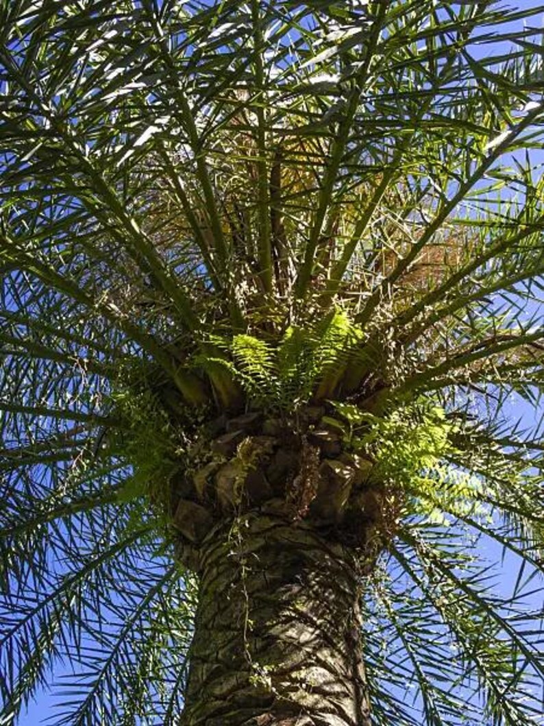 May include: A tall palm tree with a textured, brown, segmented trunk and long, green, feathery fronds extending outwards. Bright green ferns grow from the base of the crown where the fronds meet the trunk, set against a clear, bright blue sky.