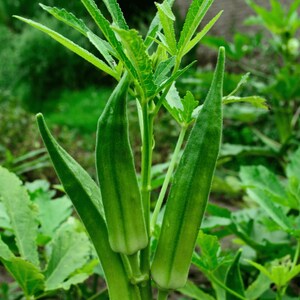 May include: Three vibrant green okra pods growing on a sturdy central stalk. The pods are elongated, tapered, and feature a slightly fuzzy texture. They are surrounded by bright green, deeply lobed leaves that extend outward from the main stem.