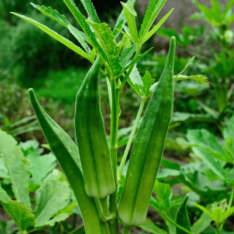 May include: Three vibrant green okra pods growing on a sturdy central stalk. The pods are elongated, tapered, and feature a slightly fuzzy texture. They are surrounded by bright green, deeply lobed leaves that extend outward from the main stem.