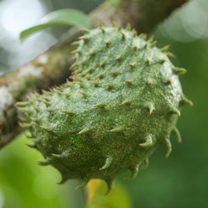 Peut inclure: Un corossol vert suspendu &agrave; une branche d'arbre. Le fruit pr&eacute;sente une peau textur&eacute;e et bossel&eacute;e, recouverte de nombreuses petites &eacute;pines souples et incurv&eacute;es. La surface du fruit montre des variations de tons vert clair et vert fonc&eacute;.