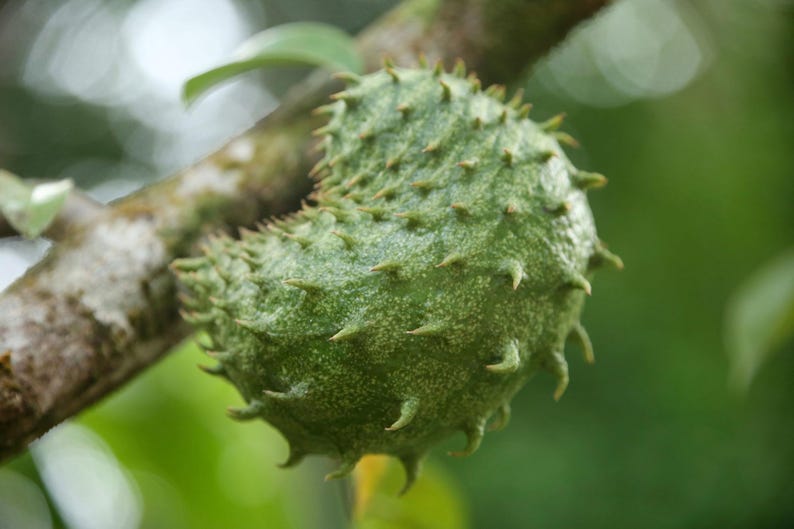 Peut inclure: Un corossol vert suspendu &agrave; une branche d'arbre. Le fruit pr&eacute;sente une peau textur&eacute;e et bossel&eacute;e, recouverte de nombreuses petites &eacute;pines souples et incurv&eacute;es. La surface du fruit montre des variations de tons vert clair et vert fonc&eacute;.