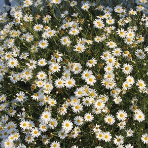 Peut inclure: Un groupe dense de fleurs de marguerites blanches avec des centres jaune vif et des tiges vertes fines. Les fleurs sont dispos&eacute;es dans un motif &eacute;pais et chevauchant, cr&eacute;ant un affichage vibrant de p&eacute;tales blancs sur le feuillage vert fonc&eacute;.