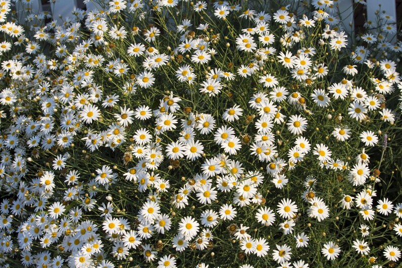 Peut inclure: Un groupe dense de fleurs de marguerites blanches avec des centres jaune vif et des tiges vertes fines. Les fleurs sont dispos&eacute;es dans un motif &eacute;pais et chevauchant, cr&eacute;ant un affichage vibrant de p&eacute;tales blancs sur le feuillage vert fonc&eacute;.