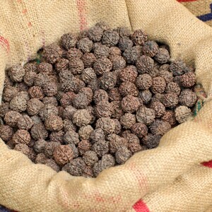 5-10 Semillas de Elaeocarpus Ganitrus, Semillas de árboles Rudraksha, Elaeocarpus sphaericus imagen 6