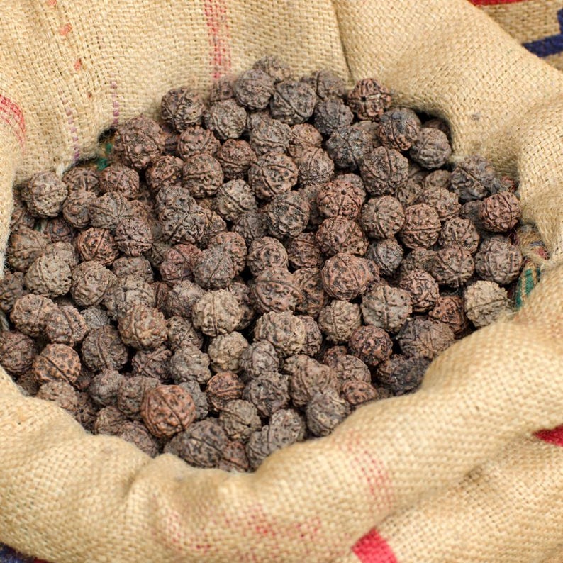 5-10 Semillas de Elaeocarpus Ganitrus, Semillas de árboles Rudraksha, Elaeocarpus sphaericus imagen 6
