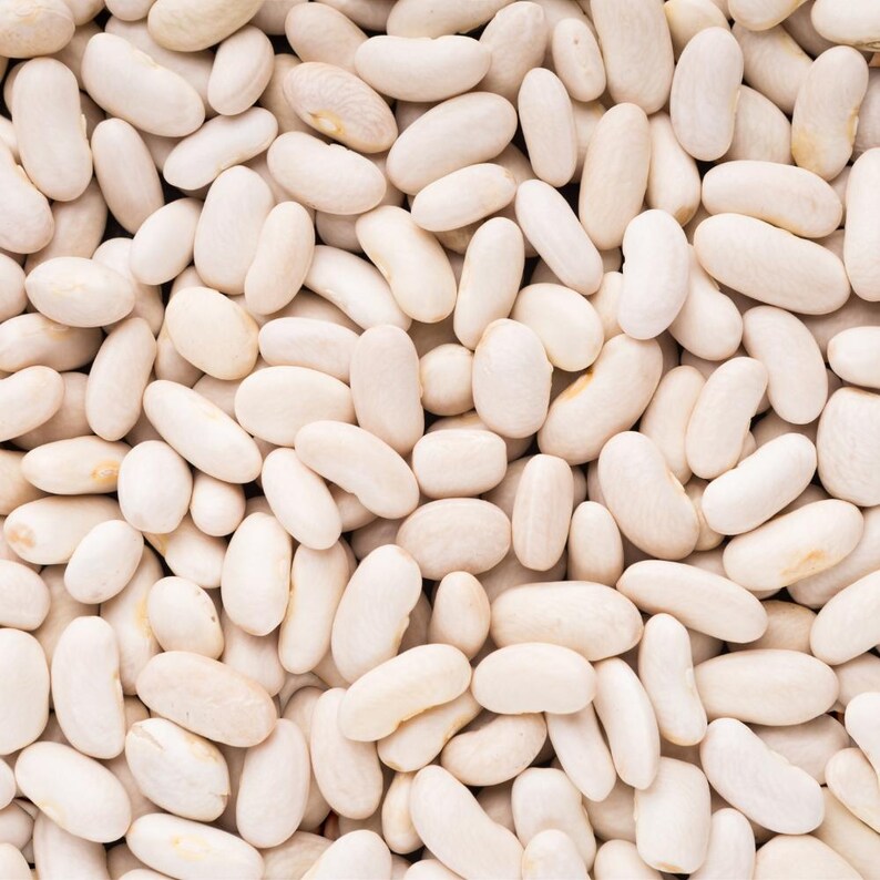 10+ semi di fagioli Rajma bianchi, Phaseolus vulgaris, fagioli rossi bianchi, Rajma indiano immagine 8