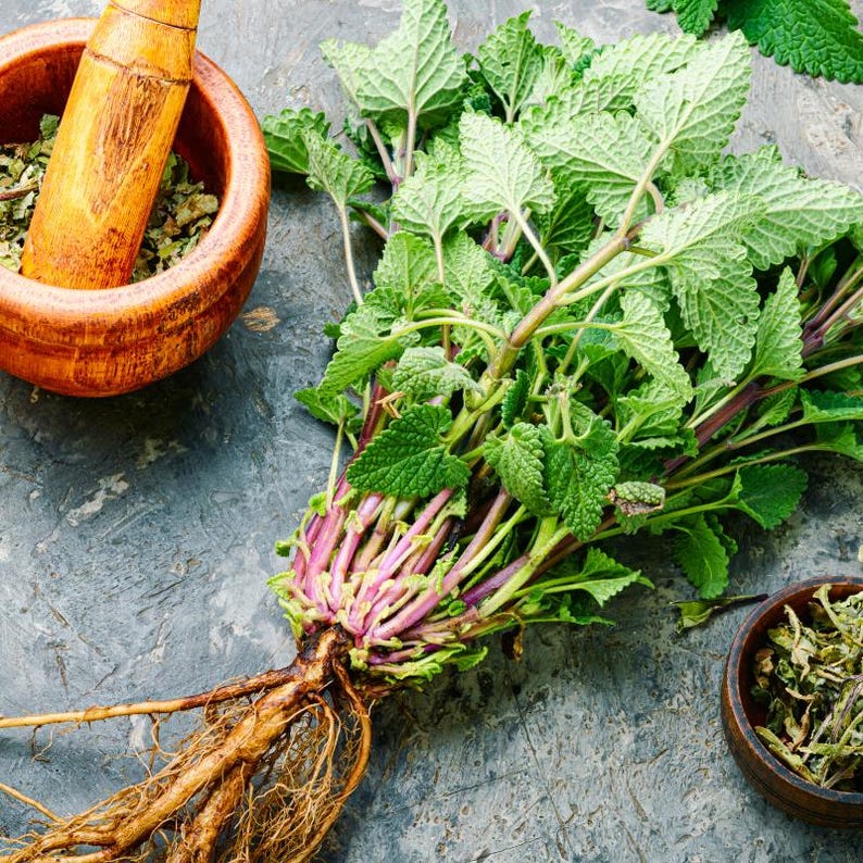 100+ Lemon Balm Seeds, Melissa officinalis, Sweet Lemon Herb, Fragrant Perennial Plant image 7