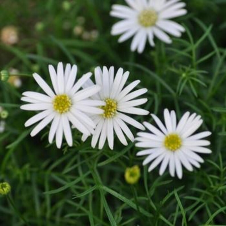 Peut inclure: Plusieurs fleurs blanches ressemblant &agrave; des marguerites avec des centres jaune vif et des p&eacute;tales blancs fins et allong&eacute;s. Les fleurs sont entour&eacute;es d'un feuillage vert fin en forme d'aiguilles, avec quelques boutons visibles.