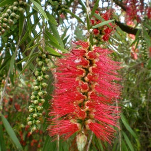 100-300 Samen der Trauer-Zylinderbürste (Melaleuca viminalis, Callistemon viminalis, Rote Zylinderbürste), 100+ Samen Bild 10