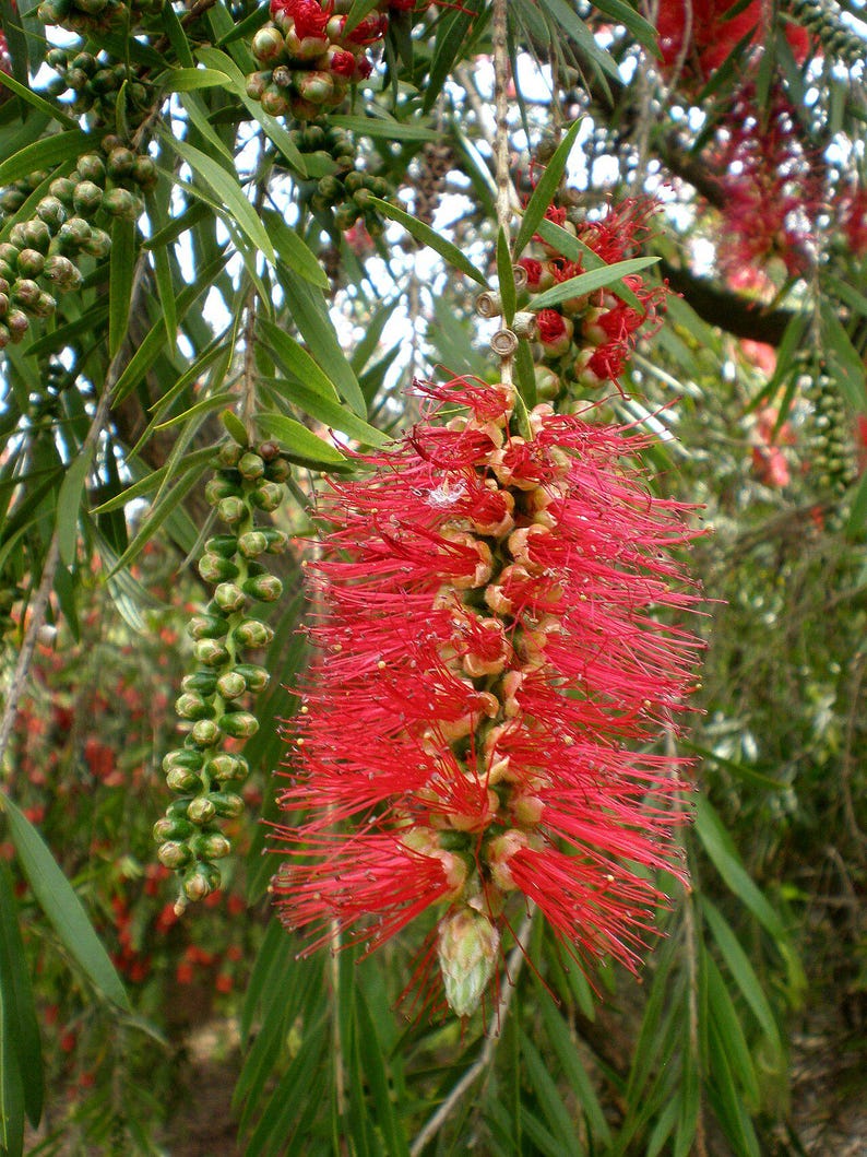 100-300 Samen der Trauer-Zylinderbürste (Melaleuca viminalis, Callistemon viminalis, Rote Zylinderbürste), 100+ Samen Bild 10