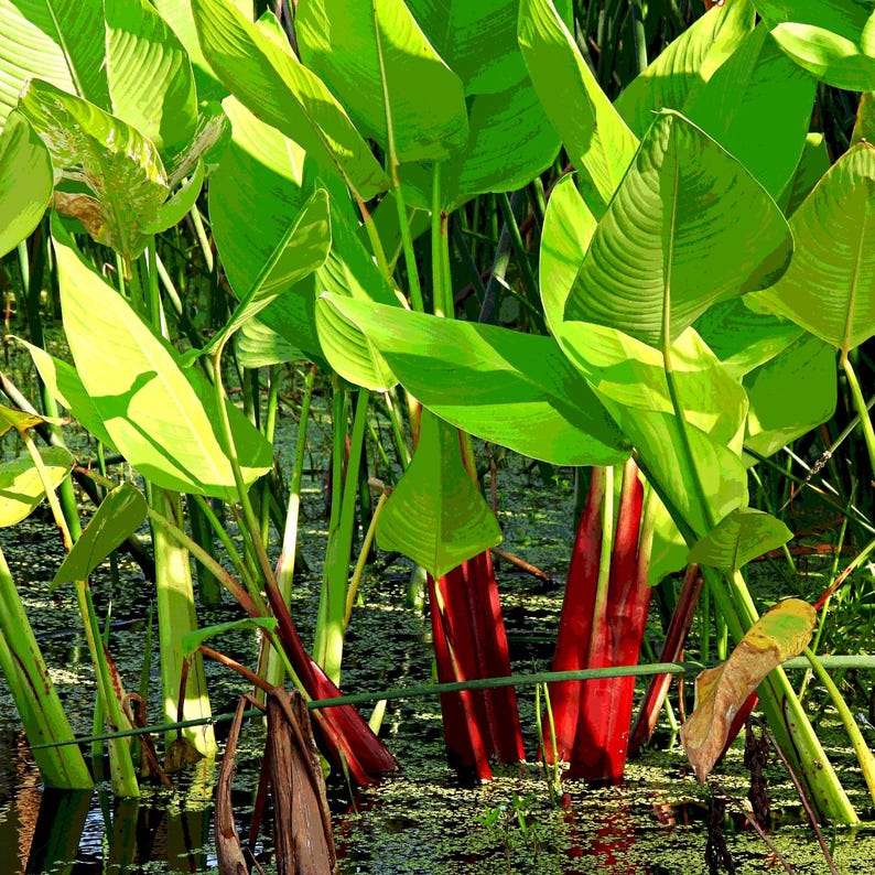 5-10 Thalia Geniculata Seeds, Alligator Flag, Fire Flag, Aquatic Ornamental Plant image 4