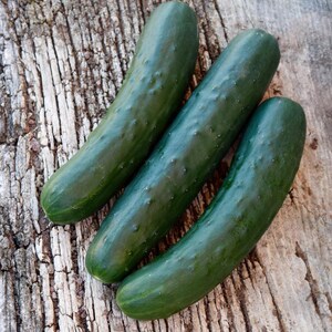 May include: Three fresh, dark green cucumbers with bumpy, textured skin. Each cucumber has a cylindrical, slightly curved shape with rounded ends. The vegetables are arranged diagonally, showcasing their deep green colour and natural surface details.
