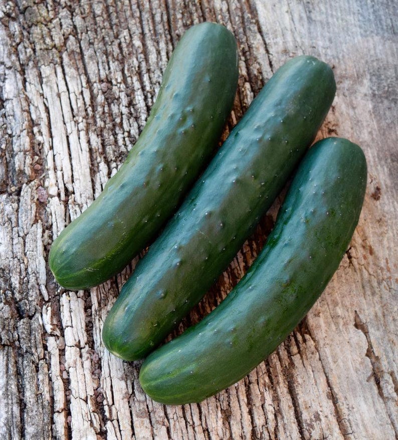 May include: Three fresh, dark green cucumbers with bumpy, textured skin. Each cucumber has a cylindrical, slightly curved shape with rounded ends. The vegetables are arranged diagonally, showcasing their deep green colour and natural surface details.
