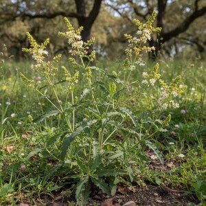 May include: A wild plant with serrated green leaves and multiple upright stems topped with clusters of small, white, star-shaped flowers. The plant grows from the soil, featuring slender stalks that branch out into delicate, light-colored blooms.
