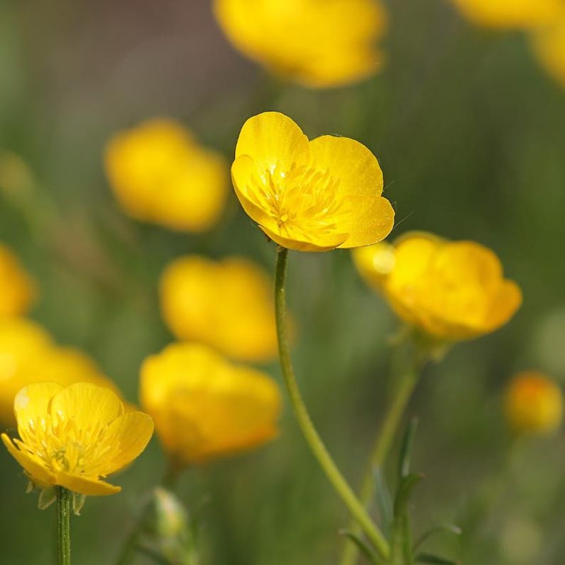 15+ Chinese Buttercup Seeds, Ranunculus cantoniensis, Wild Meadow Flower image 4