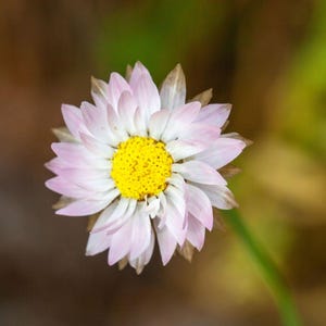 K&ouml;nnte beinhalten: Eine einzelne Blume mit einer leuchtend gelben Mitte, die von mehreren Schichten blassrosa und wei&szlig;er Bl&uuml;tenbl&auml;tter umgeben ist. Die Bl&uuml;tenbl&auml;tter sind spitz und an den Spitzen leicht durchscheinend und strahlen kreisf&ouml;rmig nach au&szlig;en.