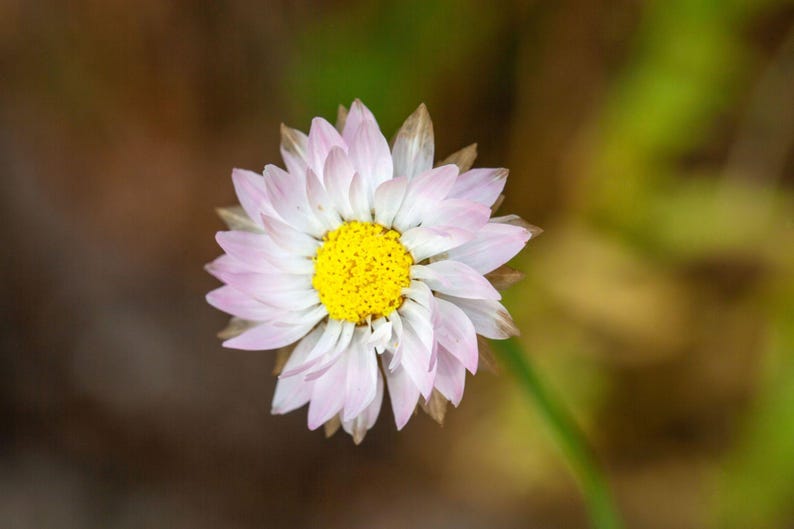 K&ouml;nnte beinhalten: Eine einzelne Blume mit einer leuchtend gelben Mitte, die von mehreren Schichten blassrosa und wei&szlig;er Bl&uuml;tenbl&auml;tter umgeben ist. Die Bl&uuml;tenbl&auml;tter sind spitz und an den Spitzen leicht durchscheinend und strahlen kreisf&ouml;rmig nach au&szlig;en.