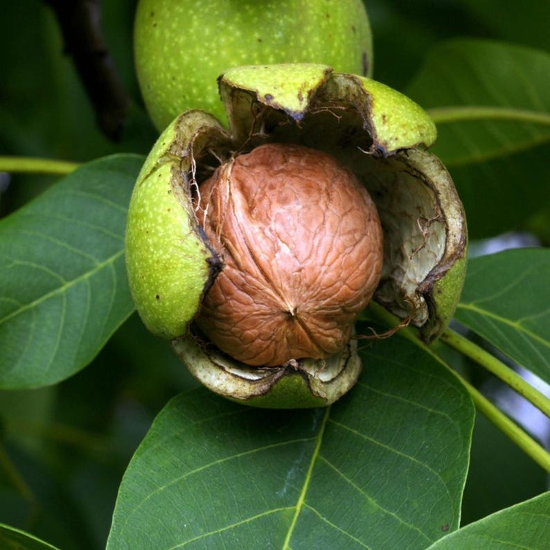 5+ Himalayan Walnut Seeds, Juglans regia, Walnut Tree image 8