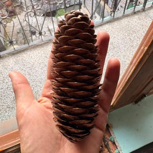 One Picea smithiana Cone, Himalayan Spruce Botanical Craft Supply image 1