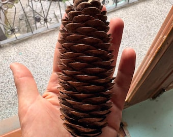 One Picea smithiana Cone, Himalayan Spruce Botanical Craft Supply