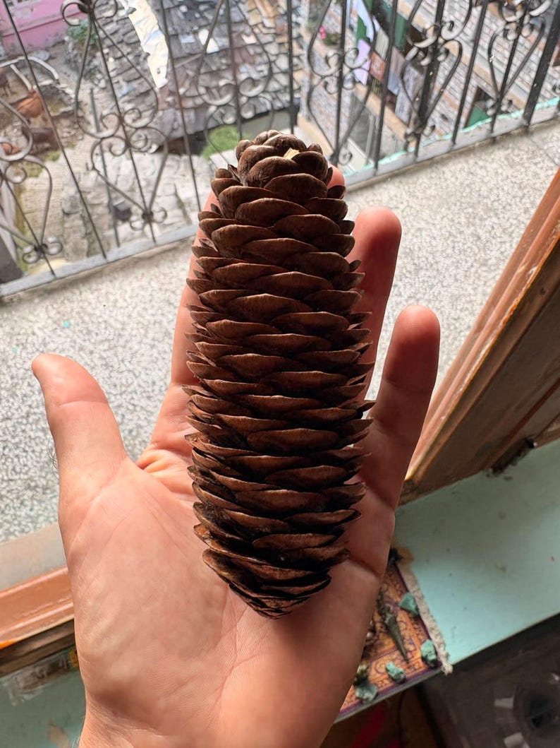 One Picea smithiana Cone, Himalayan Spruce Botanical Craft Supply image 1