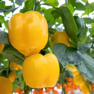 Más de 10 semillas de pimiento amarillo dulce, Capsicum annuum, pimiento morrón amarillo, pimiento dulce suave. imagen 9