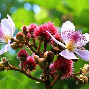 Peut inclure: Un groupe de fleurs de rocou avec des p&eacute;tales rose p&acirc;le, un centre jaune vif et des &eacute;tamines violettes pro&eacute;minentes, entrem&ecirc;l&eacute;es de gousses de graines sph&eacute;riques, rouges et &eacute;pineuses sur des tiges brunes sur un fond de feuillage vert.