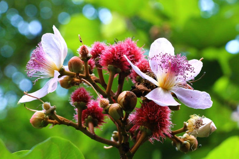Peut inclure: Un groupe de fleurs de rocou avec des p&eacute;tales rose p&acirc;le, un centre jaune vif et des &eacute;tamines violettes pro&eacute;minentes, entrem&ecirc;l&eacute;es de gousses de graines sph&eacute;riques, rouges et &eacute;pineuses sur des tiges brunes sur un fond de feuillage vert.